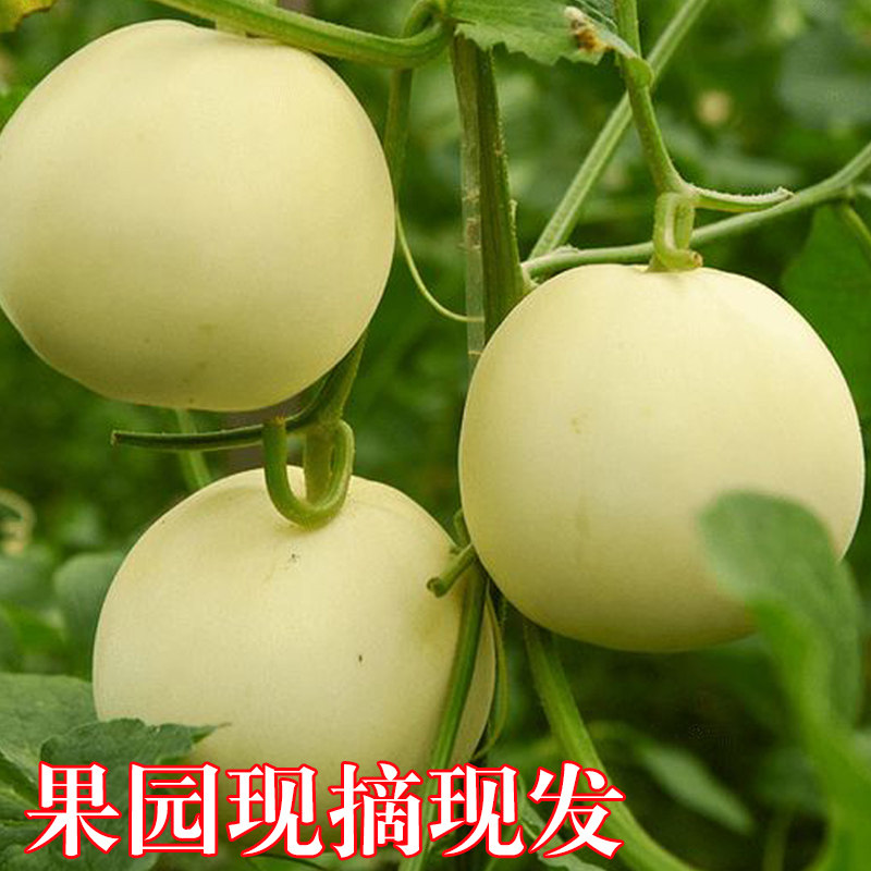 绿宝甜瓜水果新鲜玉菇现摘现发鲜果新鲜应季生鲜水果带箱5斤在类目 水产肉类/新鲜蔬果/熟食, 新鲜水果, 其它中 - 来自Buy2taobao.com提供专业的淘宝代购服务