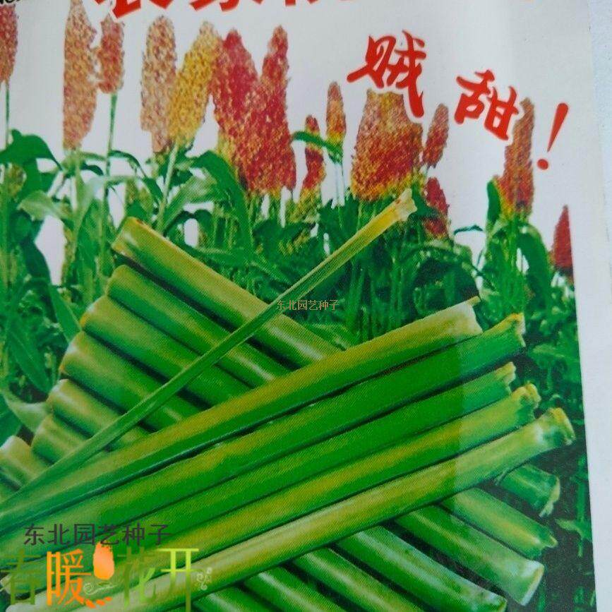 农家院甜杆种子 90天左右成熟贼甜袋装黑龙江甜高粱多汁长杆2米多