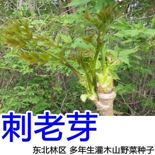 刺老芽种子 黑龙江吉林春季刺嫩芽植物农家多年生山珍山野菜灌木