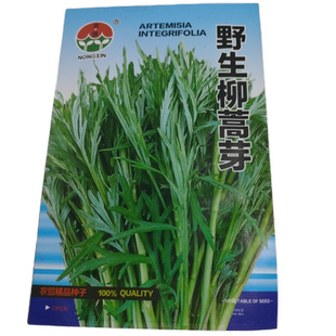 东北柳蒿芽种子大兴安岭多年生草本内蒙黑龙江山野菜厂家封装
