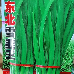 东北雪韭菜种子 吉林耐寒抗病高产多年生菜园蔬菜宽叶肉厚味浓郁