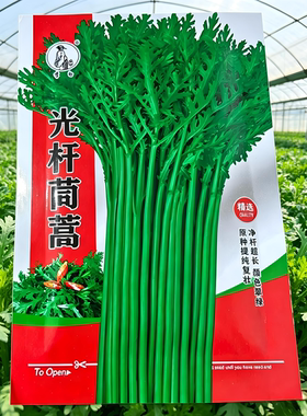光杆茼蒿种子 阳台庭院菜园绿色精品蔬菜籽 多次采收抗病耐寒品种