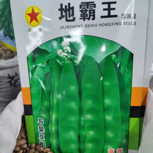 高产地油豆种子 红星地霸王矮生高产宽地豆角 无筋无柴早熟不爬蔓
