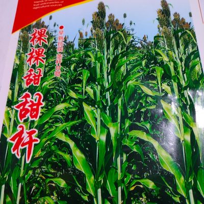 甜高粱种子庭院菜园种植甜杆籽