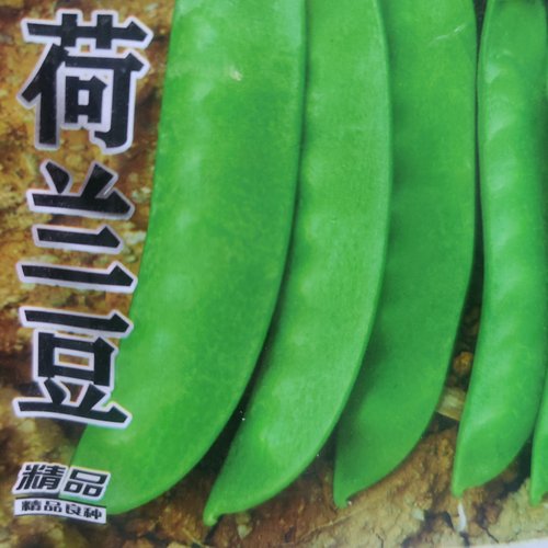 荷兰豆种子早熟宽荚株高一米肉厚质嫩耐高温豆荚高产蔬菜四季豆籽