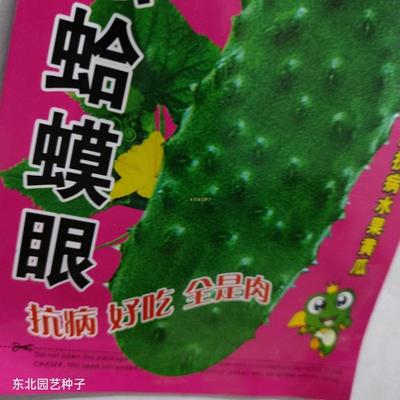 东北旱黄瓜种子 老品种早熟蛤蟆眼水果型青瓜抗病 可生吃多汁肉厚