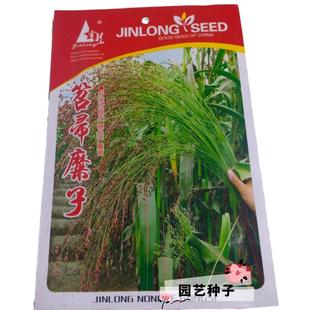 笤帚糜子种子 东北散穗高粱扫把种籽 秋天可制作编织扫帚锅刷植物