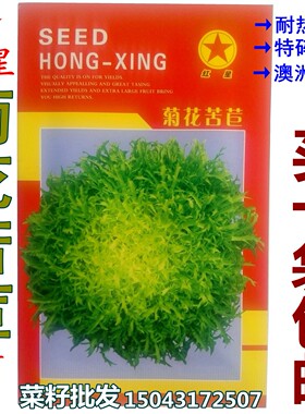 蔬菜菊花阳台澳洲苦苣种子