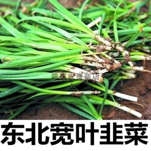东北宽叶韭菜种子 北方雪韭菜籽多年生耐寒越冬植物 东北饺子馅料