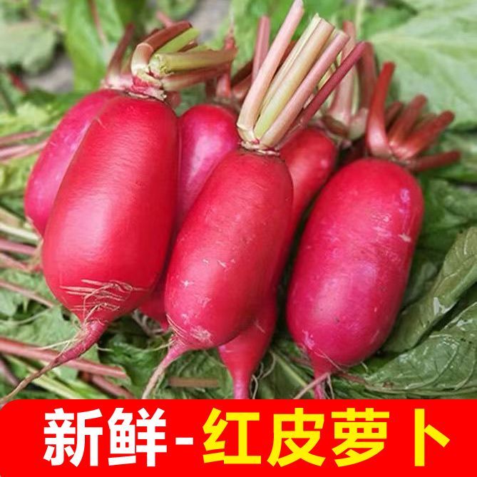 新鲜红皮水萝卜农家自种红皮萝卜蔬菜做酱萝卜