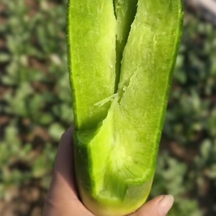 潍坊寒亭高端水果萝卜天星生吃脆甜无渣口感细腻脆梨萝卜手提礼盒