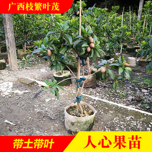 【直播补贴】四季软枝人心果树苗 广西仁心果越南大果人心果树苗