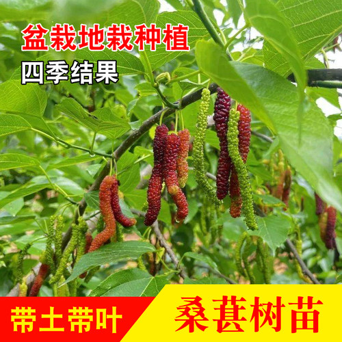台湾长果桑葚树苗当年结果无籽
