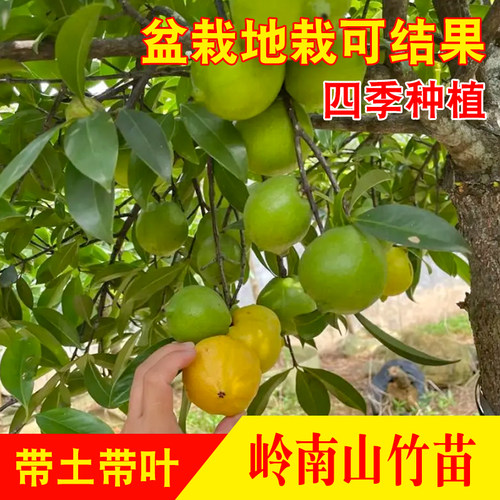 广西小时候的味道家乡野果