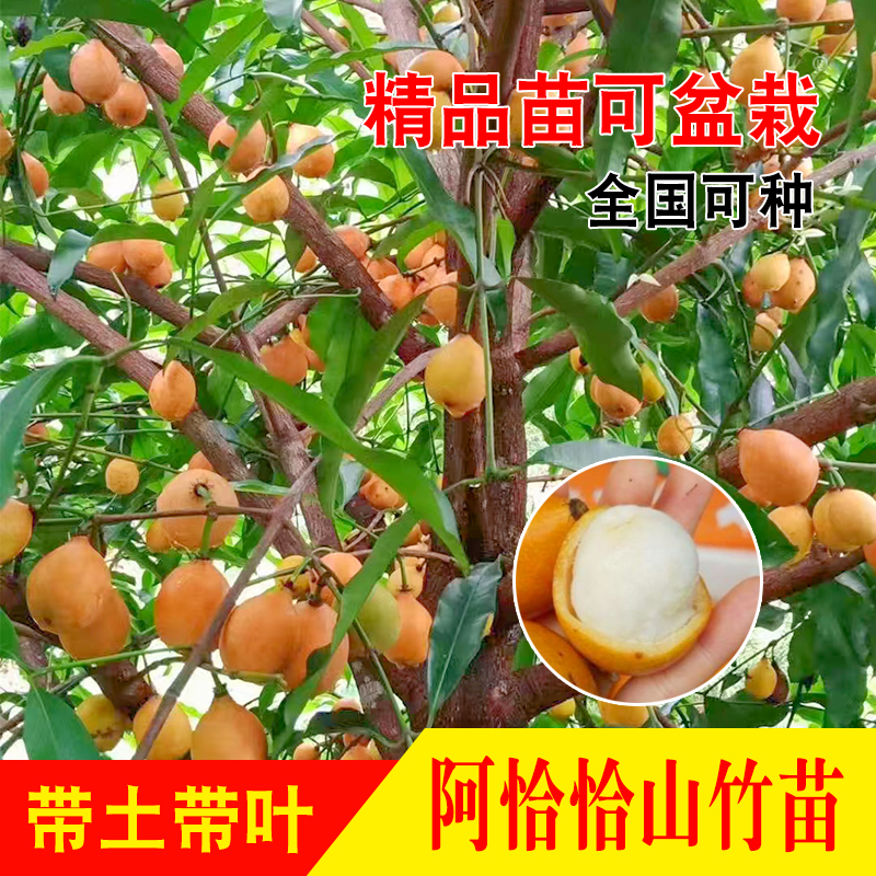 黄金山竹果苗种子苗原生树苗热带稀有高端水果带土带叶南北方种植