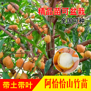 黄金山竹果苗种子苗原生树苗热带稀有高端水果带土带叶南北方种植