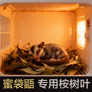 。蜜袋鼯除臭新鲜桉树烘干叶垫料杀菌消毒驱虫小蜜蜜袋鼬专用垫脚