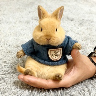 兔子超小号宠物衣服保暖秋冬天1斤侏儒兔龙猫荷兰猪专用品可爱