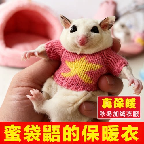 蜜袋鼯专用衣服保暖冬天超