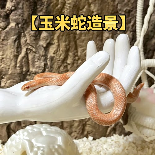 玉米蛇专用爬架手掌型壁挂攀爬架猪鼻蛇缸饲养箱造景装饰用品爬宠