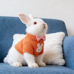 宠物兔子专用衣服秋冬季侏儒幼兔安哥拉垂耳兔冬天防着凉外出用品