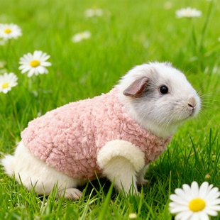 给小兔子穿的专用小衣服垂耳侏儒小白兔宠物过冬用品冬季保暖加厚