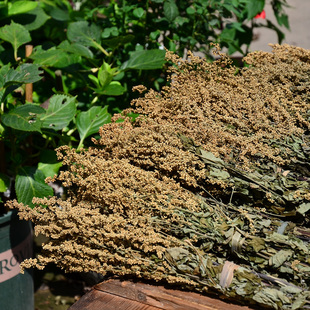 高山野生六月霜茶刘寄奴奇蒿凉茶清凉解暑2025新货干品可开发票