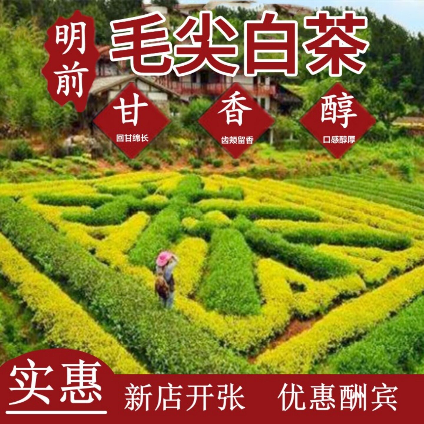 雨前毛尖白茶白毫银针味香醇甘图片