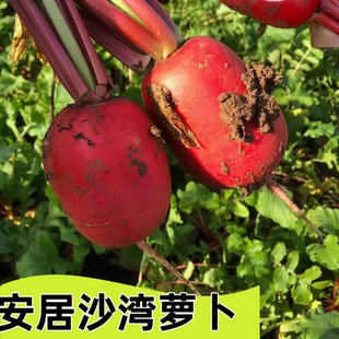 5斤 安居沙湾萝卜湖北随州特产老品种红皮水果蔬菜生吃包邮