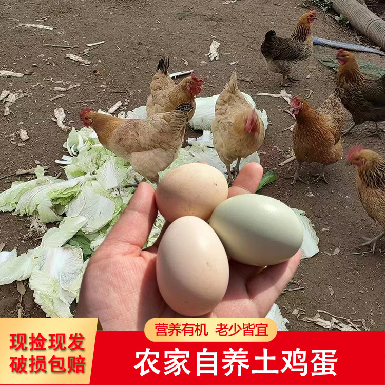 正宗新鲜土鸡蛋农村自养天然五谷虫草蛋笨鸡蛋柴鸡蛋现捡现发