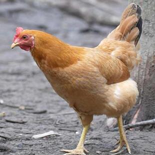 农家散养土老母鸡走地下蛋鸡小笨鸡活鸡现杀现发顺丰空运包邮