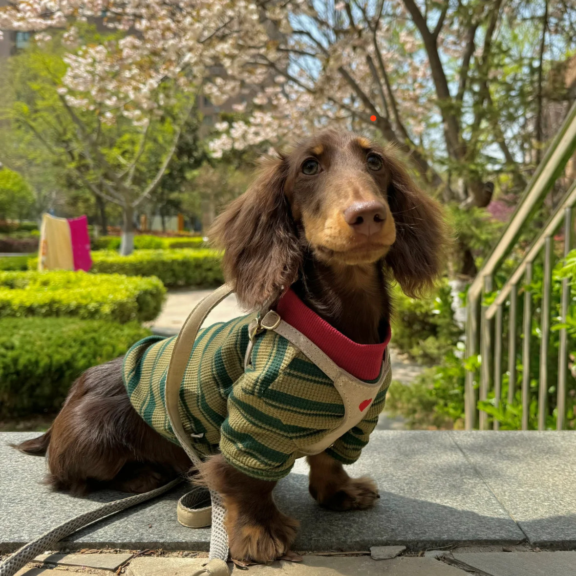 美拉德狗狗衣服中小型犬2025新款秋冬季腊肠犬泰迪条纹护肚四脚衣