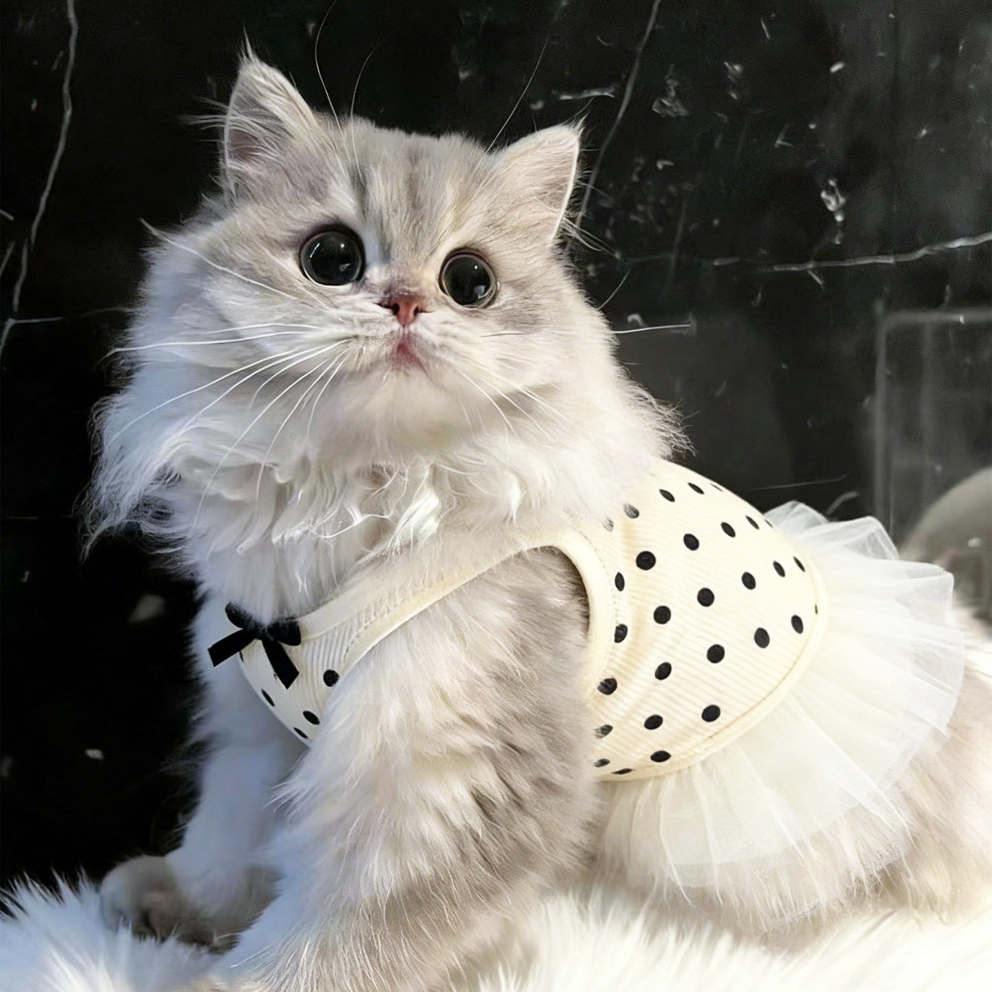 宠物猫咪仙女裙波点纱裙公主裙春夏可爱吊带裙小型犬带牵引衣服