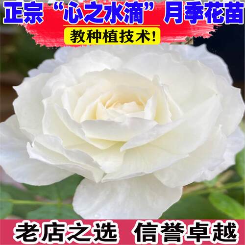 灌木月季心之水滴纯白玫瑰花盆栽花卉春夏季开大花浓香型耐热植物