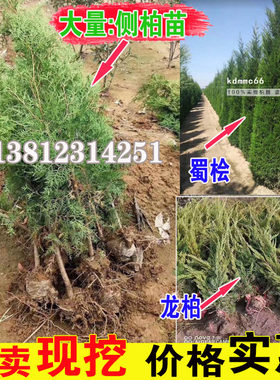 四季常绿松塔龙柏耐寒树苗