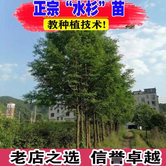 水杉苗水杉树苗云杉池杉小苗落羽杉中山杉树苗水松苗速生水杉苗图片