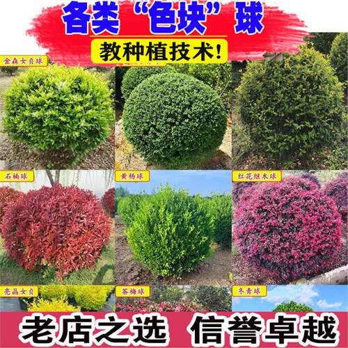 大叶冬青球小叶黄杨球石楠球茶梅球金森女贞球庭院户外球形绿化苗