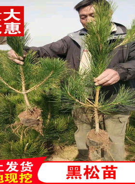 绿化苗木日本黑松小苗庭院黑松苗黑松树苗四季常青盆景植物松树苗