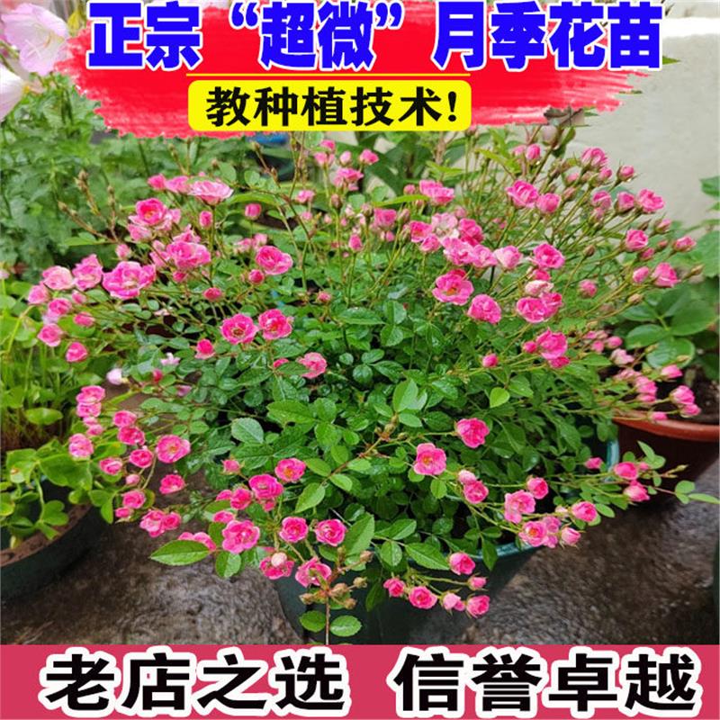 超微满天星月季花苗开花玫瑰小苗四季盆栽花卉爬藤植物蔷薇树绿植图片