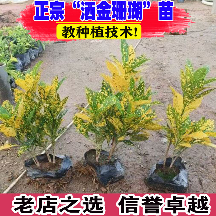 洒金珊瑚树苗四季常绿彩叶灌木类观叶植物庭院盆栽绿化桃叶珊瑚苗图片