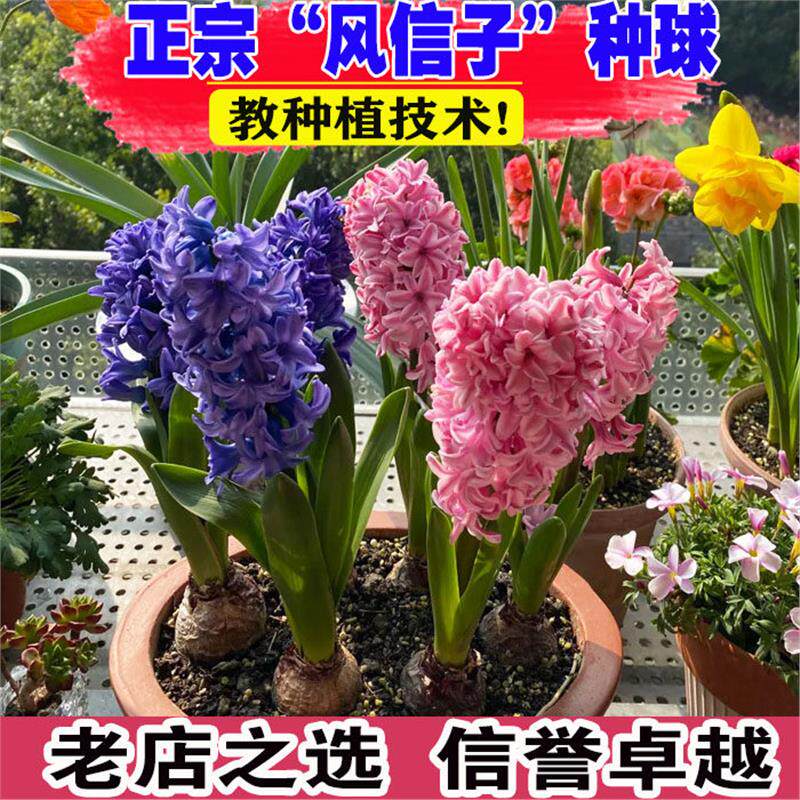 荷兰进口风信子5颗种球 冬季盆