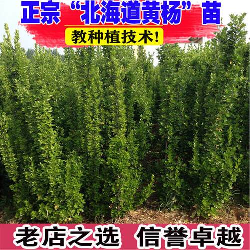 北海道黄杨冬青树苗篱笆墙围墙绿篱四季耐寒绿植丛生大叶绿化苗木