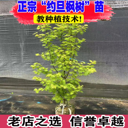 约旦枫树苗盆栽日本红枫阳台庭院黄金枫花镜搭配彩色观叶花卉植物
