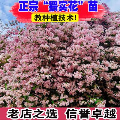 粉花猥实盆栽花苗粉色云朵灌木植物花园庭院骨架植物耐寒热好养活