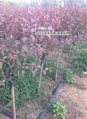 梅花苗耐寒重辨红叶榆叶梅苗木美人梅紫叶碧桃庭院园林景观风景树