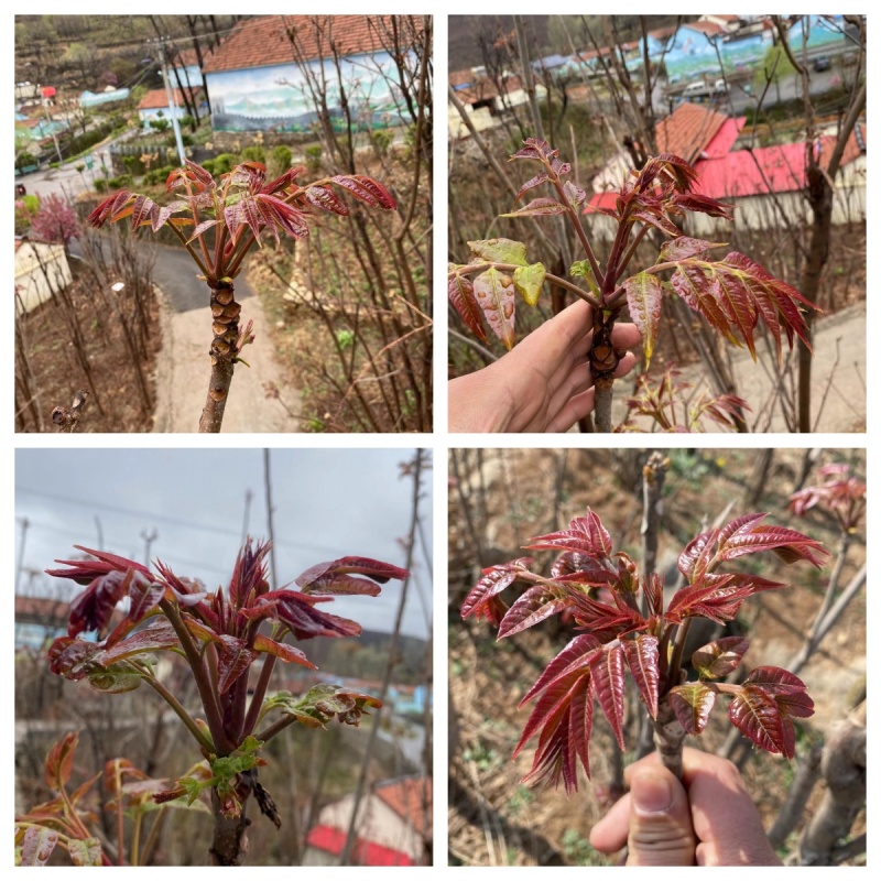 香椿树苖香椿苗红油椿树苗庭院盆栽地栽食用芽苗南方北方种植四季