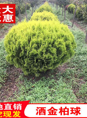 洒金柏球树苗盆栽地栽黄金柏小苗侧柏南北方种植工程路道苗木耐寒