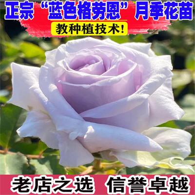 蓝色格劳恩月季花大苗灌木阳台庭院玫瑰多季开花重瓣好养花卉植物