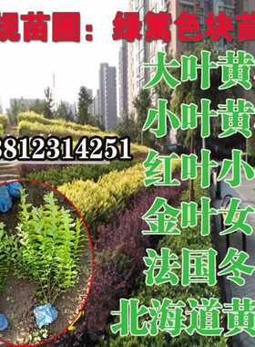 金叶女贞树苗红叶小檗苗小叶篱笆绿化四季不落叶水蜡苗北方易成活