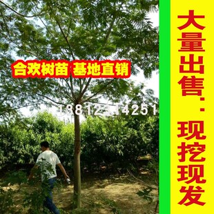 合欢树苗绒花树苗芙蓉花庭院盆栽合欢苗绿化工程苗木南方北方种植